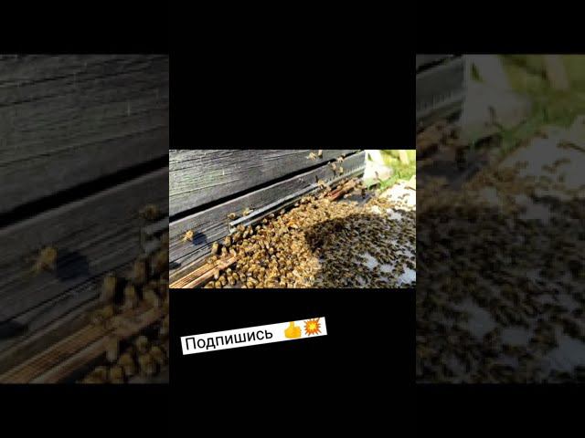 Рой пчел заходит в улей смотреть онлайн