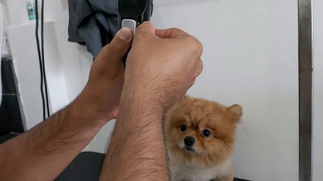 ถามกันมาเยอะว่าควรใช้ปัตาเลี่ยนตัดขนหมาแมวแบบไหน สอบถามทางเพจนี้ได้เลยครับ ????????? Thai G смотреть онлайн