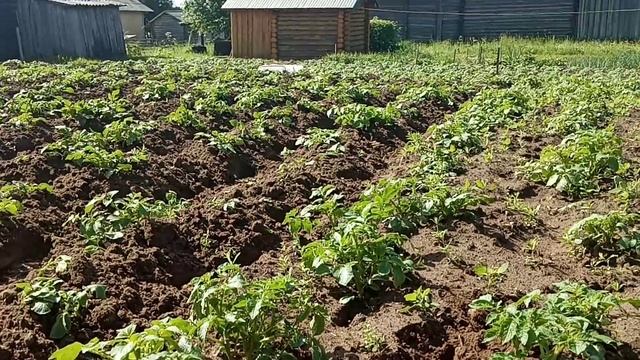 Жизнь в деревне. Работа на огороде. Окучиваем картошку. смотреть онлайн