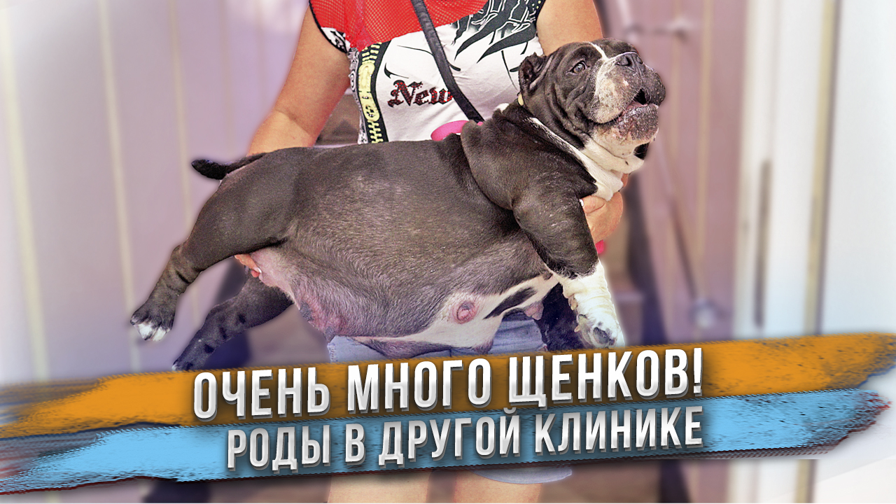 Очень много щенков! Роды у собаки в непривычном месте. смотреть онлайн