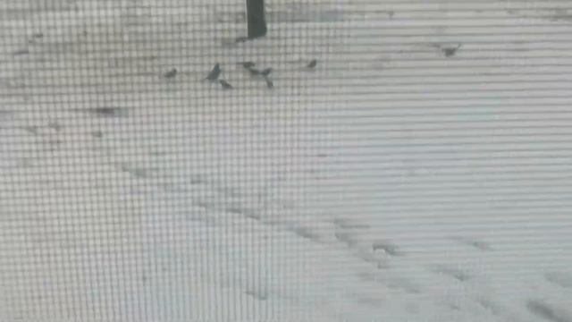 Их сотни! | Нашествие птиц на наши кормушки! | Огромное количество птиц прилетели к нашим кормушкам смотреть онлайн