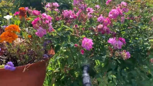 Многоцветковая роза. Июль 2021 / Multi-flowered rose. July 2021 смотреть онлайн