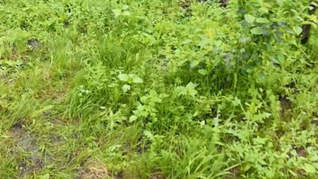 Рой. Ловим,чтоб не улетел. часть 1 смотреть онлайн