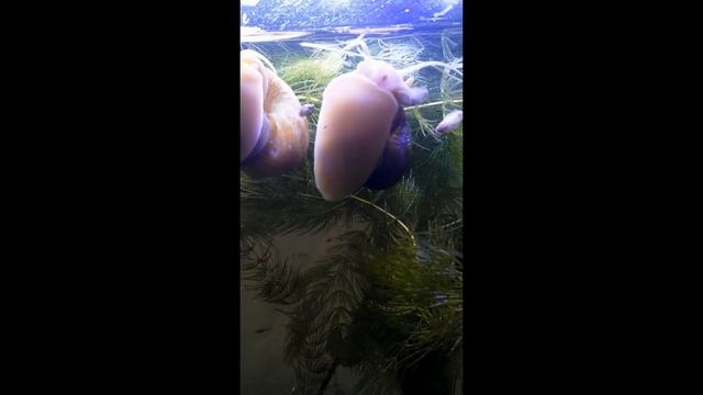 Как дышат улитки Ампуллярия How snails breathe смотреть онлайн