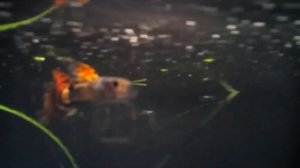 селекция гуппи 15 (часть 2)-сансет гуппи