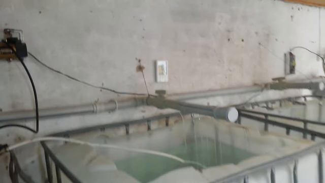 Разведение рыб дома смотреть онлайн