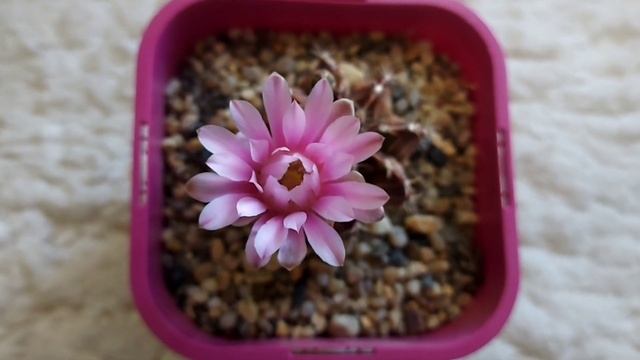 GYMNOCALYCIUM MIHANOVICHII (CACTUS) смотреть онлайн