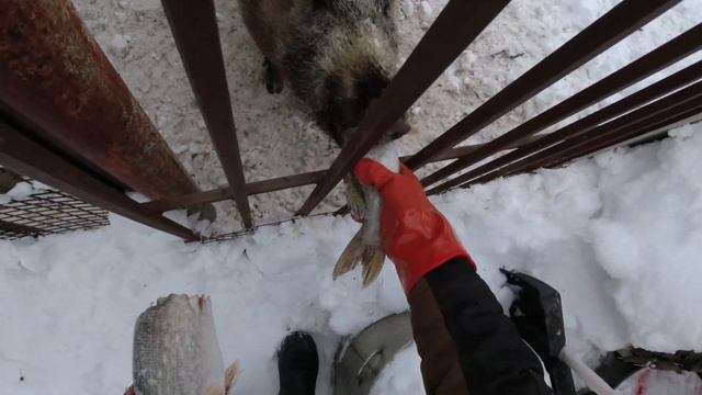 Кабан Фунтик гурман смотреть онлайн
