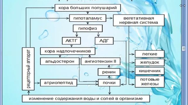 Регуляция обмена воды Органы мишени смотреть онлайн