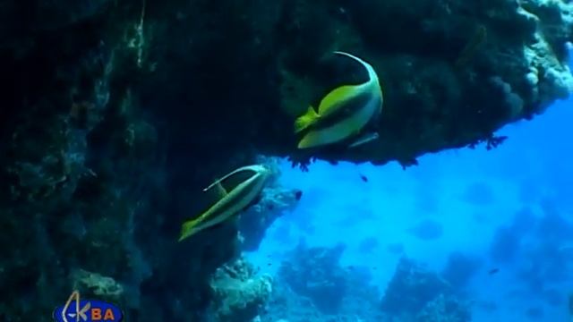 Кабуба красноморская. Red Sea bannerfish (Heniochus intermedius) смотреть онлайн