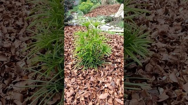 сциадопитис мутовчатый или сосна зонтичная (пихта японская зонтичная)❣️? 1.06.2023г. смотреть онлайн