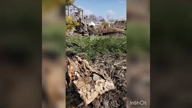 Первоцветы смотреть онлайн