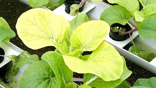 ЧТО НУЖНО НАШЕЙ РАССАДЕ