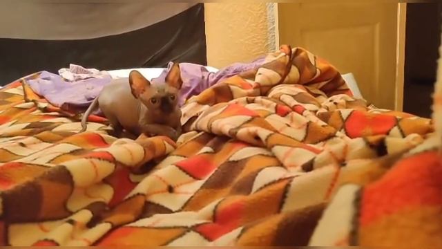 Канадский сфинкс в семье смотреть онлайн