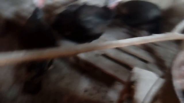 Обработка птичника ЗОЛОЙ // ответ про снег смотреть онлайн