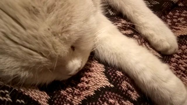 Кошка видит сон и храпит:) смотреть онлайн