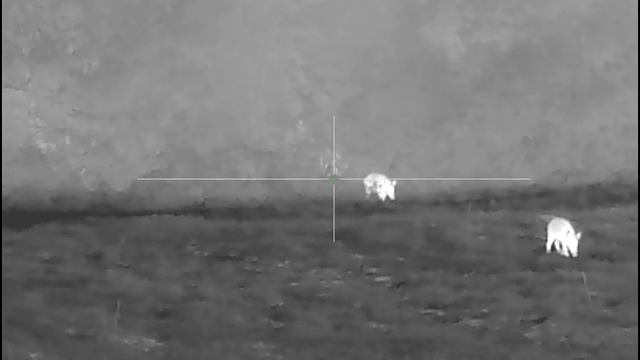 Pulsar Thermion 2 xq38 смотреть онлайн