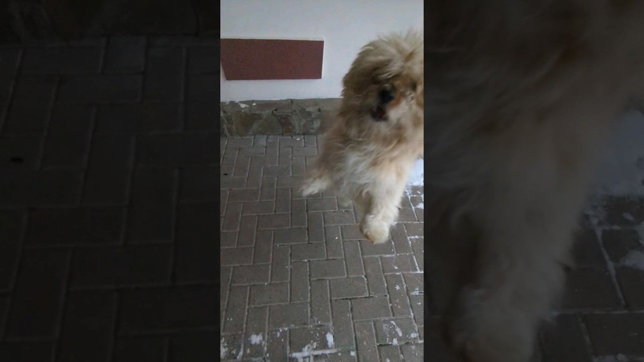 ЛЕТАЮЩИЙ Собакен Мишаня дрессированный пёсель #shorts смотреть онлайн