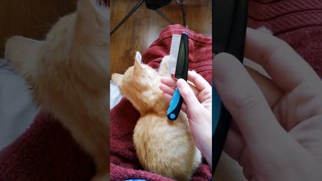 ГРЕБЕШОК ОТ БЛОХ??Советы по уходу за котом смотреть онлайн