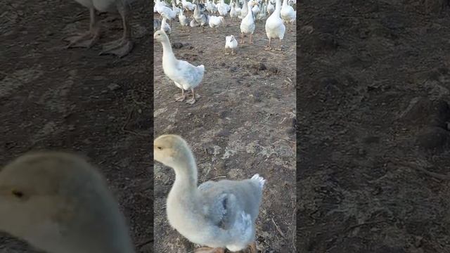 гусята линда и крупная серая. смотреть онлайн