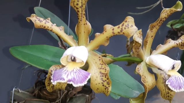 Cattleya Schilleriana Coerulea #orchid #cattleyas