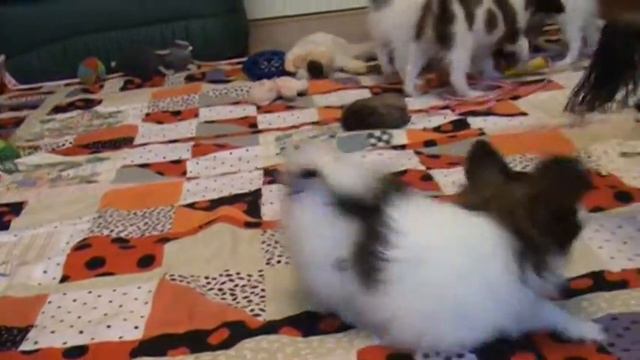 Puppies G Part6, 2m.