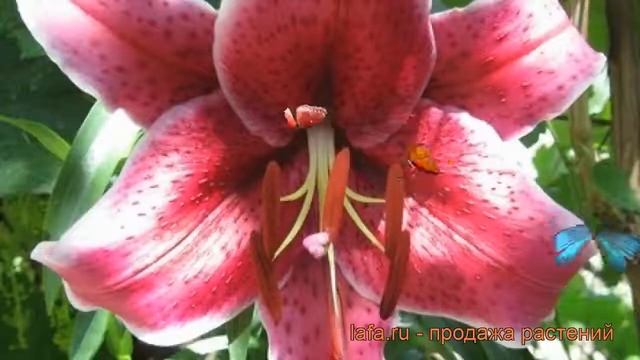 Лилия восточная Барракуда (lilium) ? лилия Барракуда обзор: как сажать луковицы лилии Барракуда смотреть онлайн
