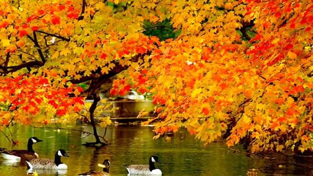 Беларусь - страна тысячи озер.... Нетронутая природа. Старинные замки. Культурное наследие. смотреть онлайн