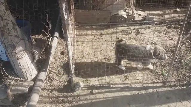 казиёл буз бузича сабака саги чупони смотреть онлайн