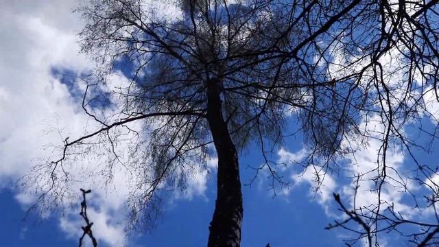Валка больших деревьев в городе Подборка моментов Felling large trees with a chainsaw collection смотреть онлайн