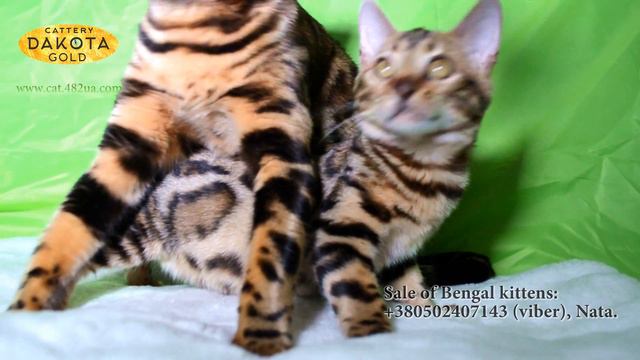 съемка 04112017, Ester Girl, B Linda д р 26072017, Будни питомника, бенгальской кошки, Dakota Gold