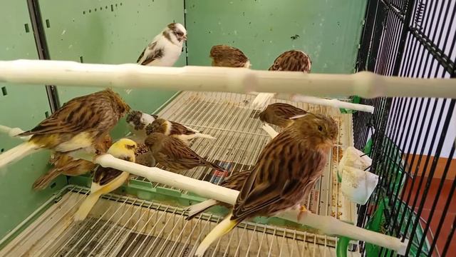 Gloster y Más смотреть онлайн