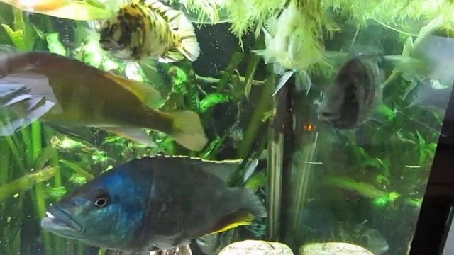 Агрессивные цихлиды.  Нимбохромис венустус – золотой леопард.