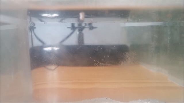 Triops Granarius Zucht | Tag 2 смотреть онлайн