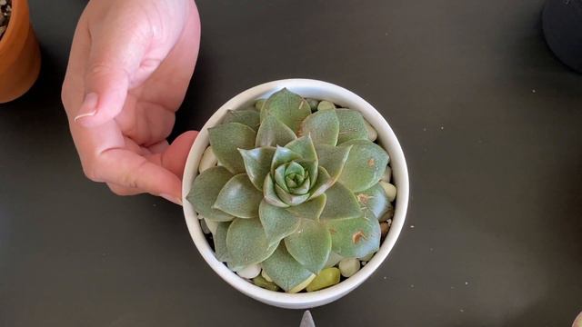 Suculentas: Echeverias смотреть онлайн