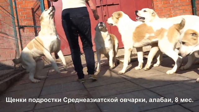 Питомник Алабаев - Среднеазиатских овчарок. www.r-risk.ru +79262205603 Татьяна Ягодкина смотреть онлайн