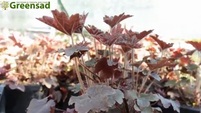 Гейхера красный видео обзор от Greensad смотреть онлайн