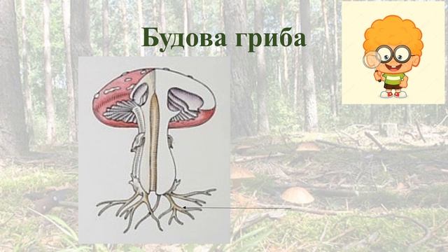 Біологія. 6 клас. Тема:"Особливості живлення, життєдіяльності та будови грибів" смотреть онлайн