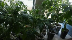 Что делать,чтобы рассада томатов не перерастала?10 способов предупреждения вытягивания рассады