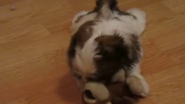 ши-тцу-собачка хризантема смотреть онлайн