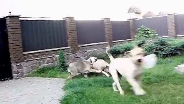 КА ДЕ БО Тайфун (4 месяца), Чак (3 года) и Беста (8 месяцев) смотреть онлайн