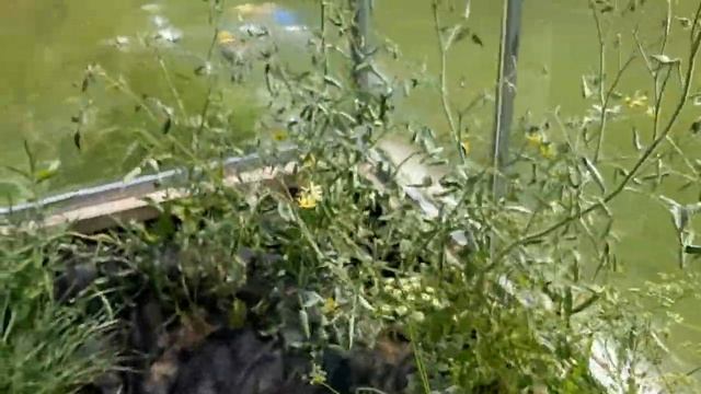 16.07.22 Арбузы, дыни, огурцы, розы... смотреть онлайн