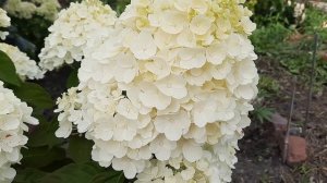 ГОРТЕНЗИЯ SUMMER SNOW В МОЕМ САДУ!