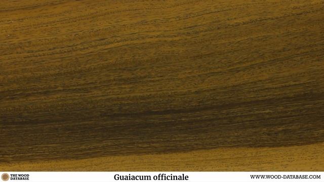 Lignum vitae (Guaiacum spp.) смотреть онлайн