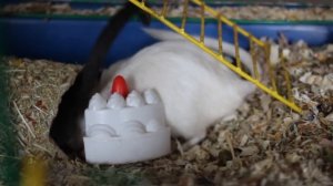 Сказка про хомяков от канала ХОМКИ. Хит 2018!  a fairy tale about hamsters