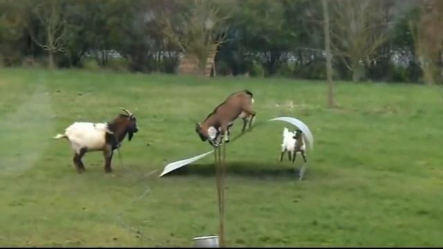 Бараны атакуют