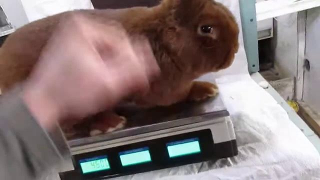 Кролики НЗК. Молодой рабочий самец "0782" по Шурупу (5,5 мес.) смотреть онлайн