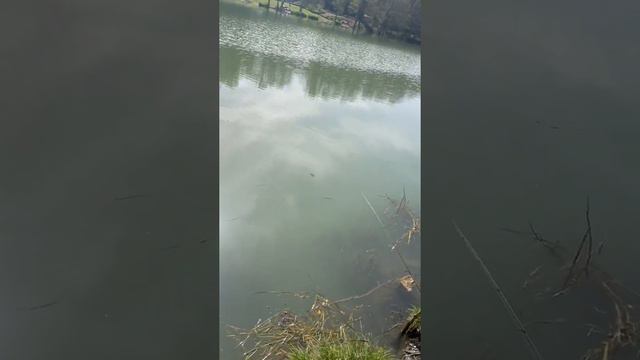 Барановское озеро рыбалка. Ловили щуку поймали Сома! смотреть онлайн