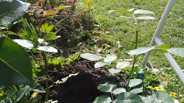 Посадка летнего укорененного черенка розы Шраб РОКОКО в открытый грунт. смотреть онлайн