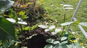 Посадка летнего укорененного черенка розы Шраб РОКОКО в открытый грунт.